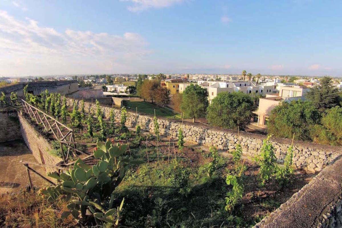 Cupertinum: il Negroamaro di Copertino