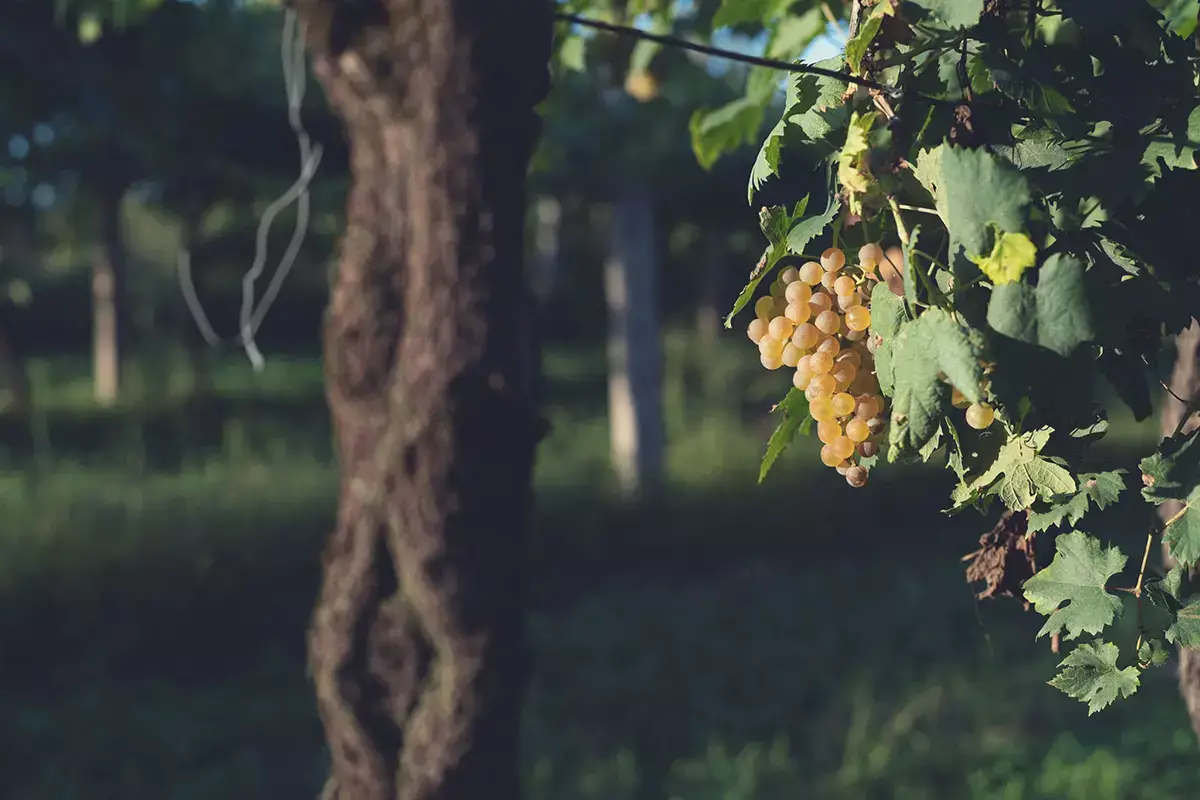 Il vino Custoza Doc &egrave; la massima manifestazione di questi luoghi Viaggio nelle terre del Custoza alla scoperta di vino unico
