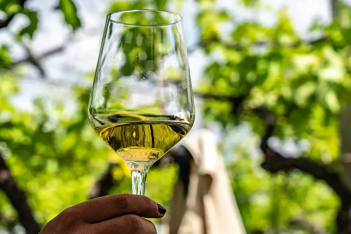 La forza del Custoza sta nella sua armonia tra vitigni diversi&nbsp; Viaggio nelle terre del Custoza alla scoperta di vino unico