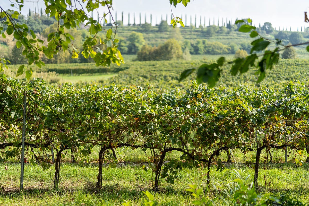 Terre del Custoza è un territorio situato sulle colline moreniche a sud-est del Lago di Garda  Viaggio nelle terre del Custoza alla scoperta di vino unico