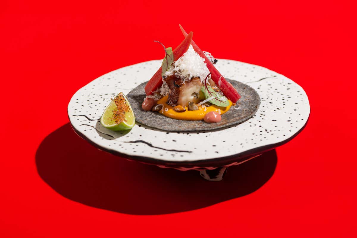 Octopus tako