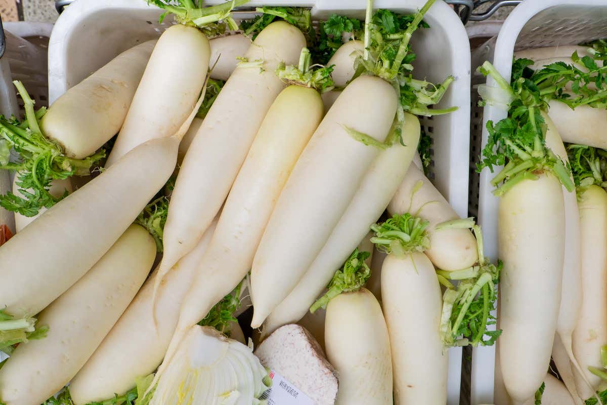 Daikon, il ravanello orientale amico di intestino e metabolismo