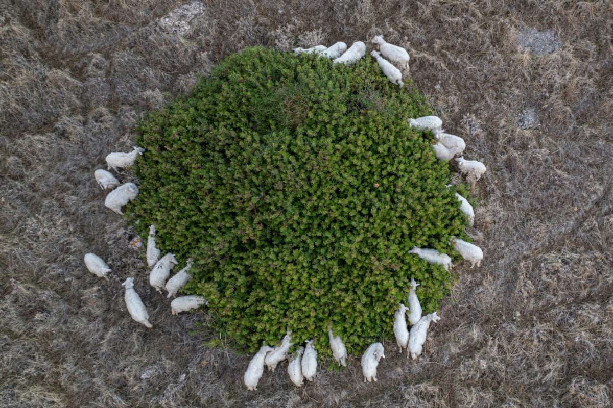 L’olio che racconta la Sardegna: itinerari e comunità tra Sud e Oristanese