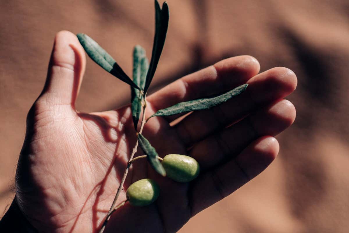 L’olio che racconta la Sardegna: itinerari e comunità tra Sud e Oristanese