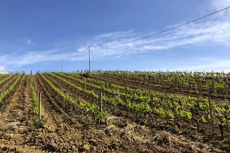 Centopassi, i terreni vitati (Dalle terre confiscate alla Mafia nascono i vini di Centopassi)