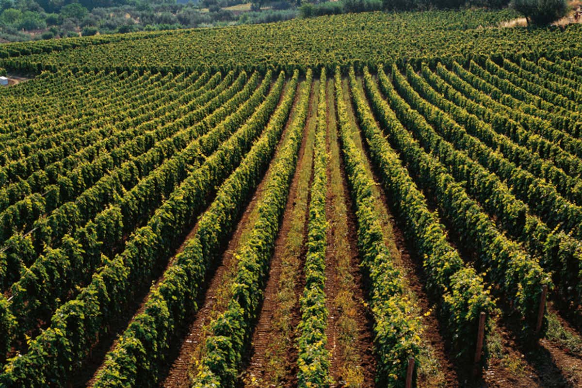 Il ritorno degli “Abruzzi” nel calice: il territorio raccontato attraverso i vini Masciarelli