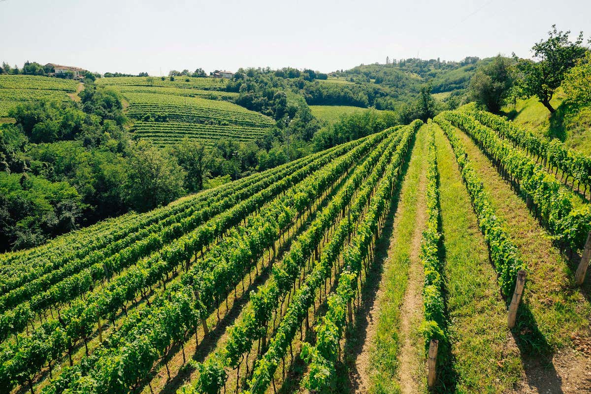 I vigneti del Collio goriziano di Radikon