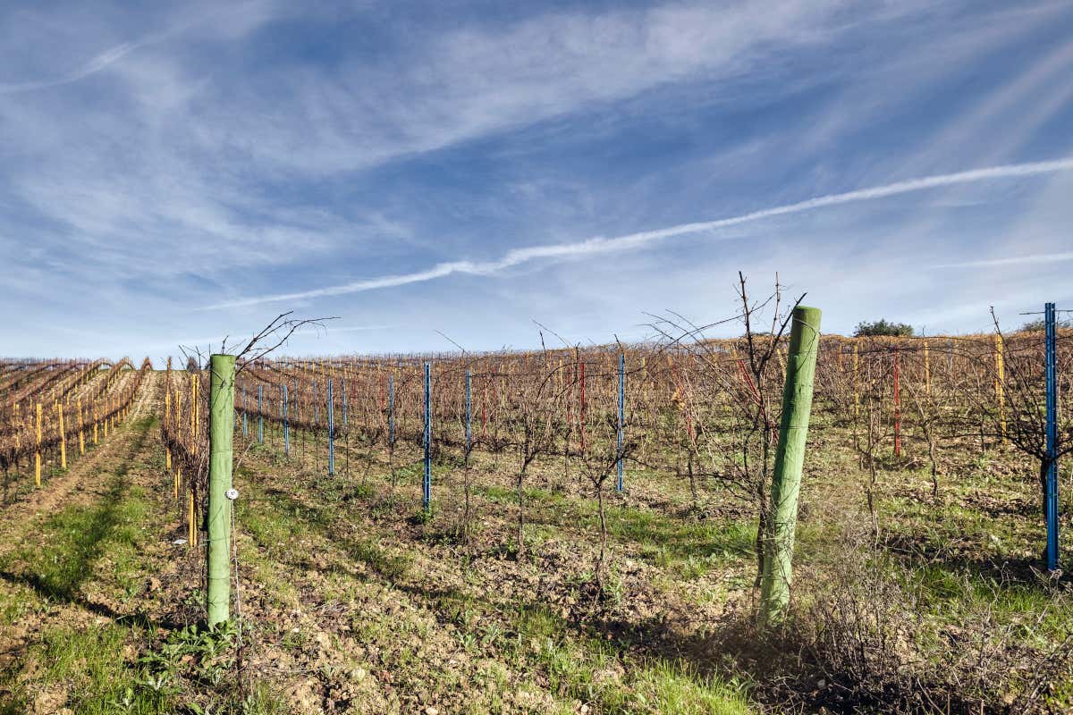 VignaMadre della Famiglia Di Carlo: grandi vini d’Abruzzo tra etica e biologico