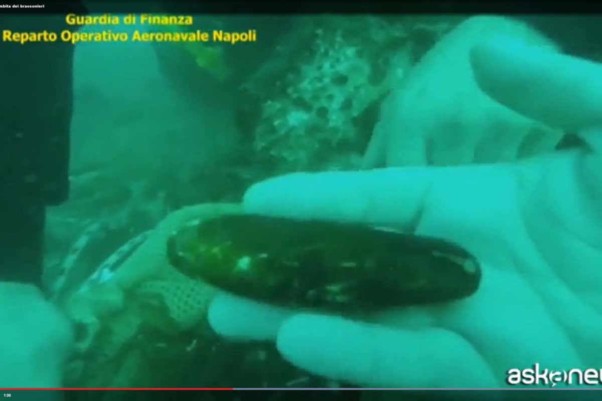 Un dattero di mare recuperato dalla Guardia di Finanza Datteri di mare, preda ambita dei bracconieri: valgono fino a 200 euro al chilo