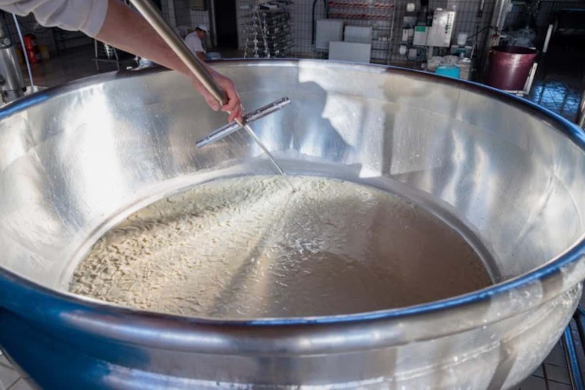 Come nasce il Montasio Dop: il racconto di un formaggio fatto di tempo e cura Come nasce il Montasio Dop: il racconto di un formaggio fatto di tempo e cura