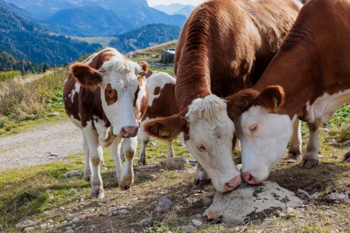 Come nasce il Montasio Dop: il racconto di un formaggio fatto di tempo e cura Come nasce il Montasio Dop: il racconto di un formaggio fatto di tempo e cura
