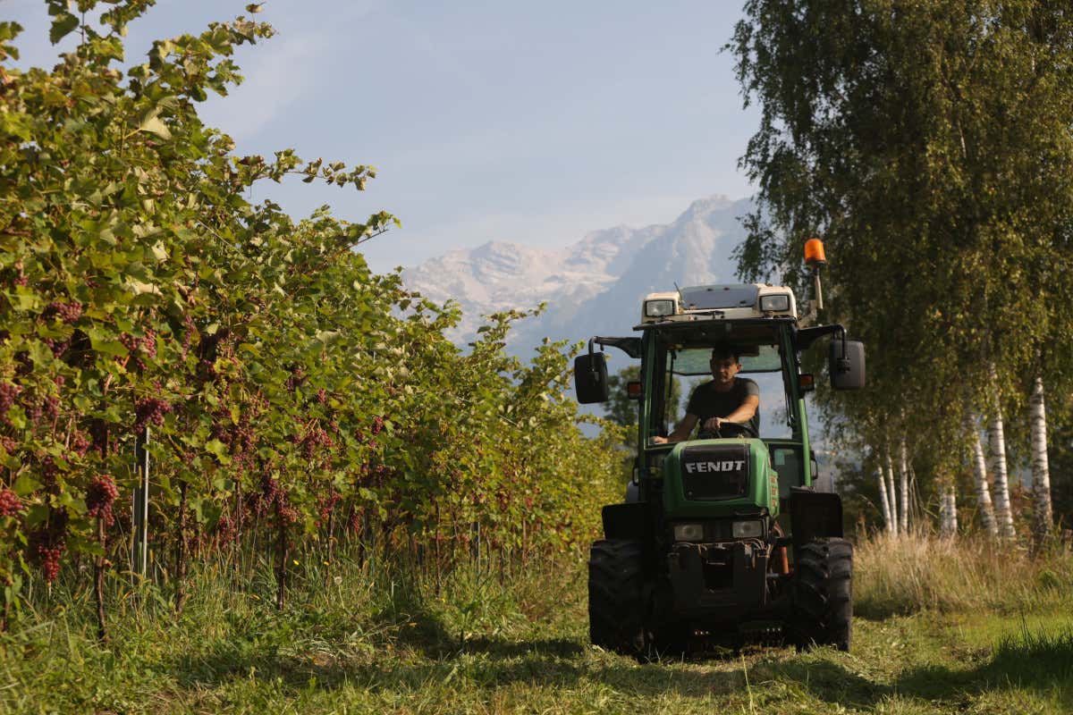 Mirko Della Colletta nella vigna