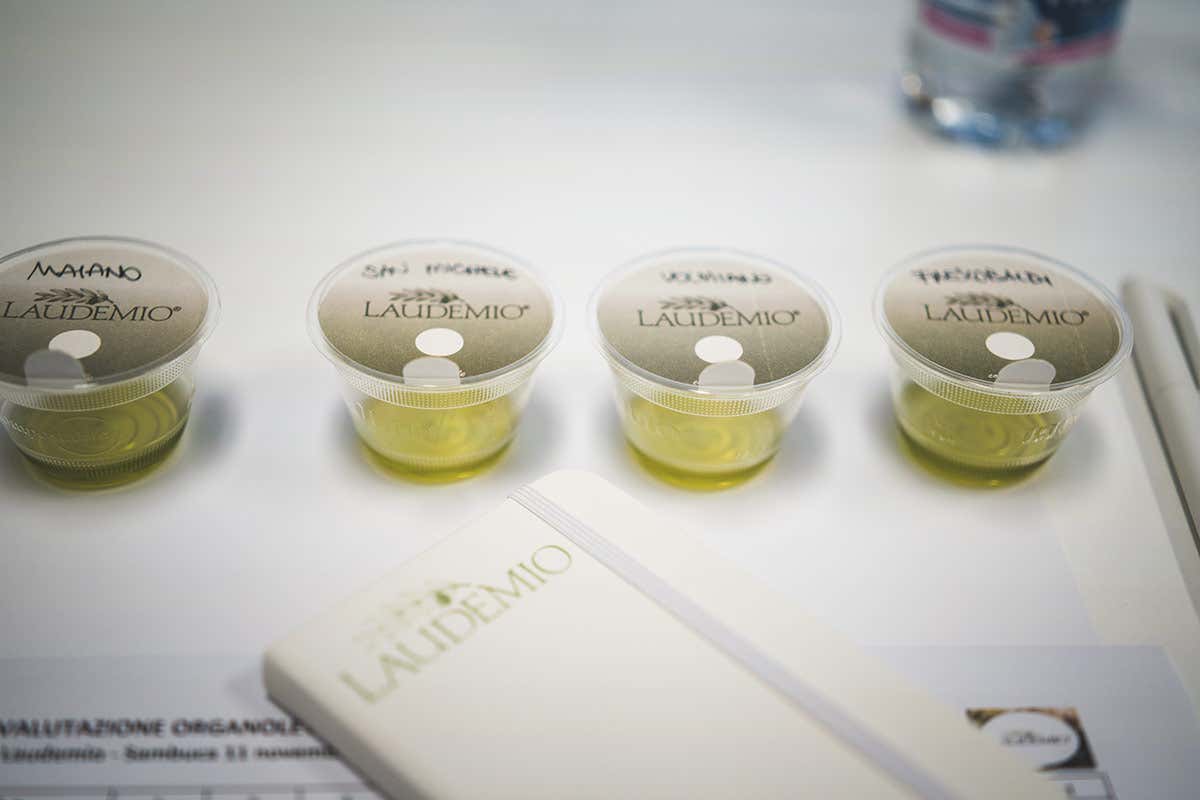 Perché il Laudemio è tra gli extravergini più ricercati del mondo