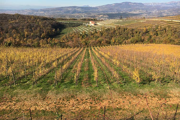 (Collezione Esclusiva 2009 Deianira) (Collezione Esclusiva 2009 Deianira)