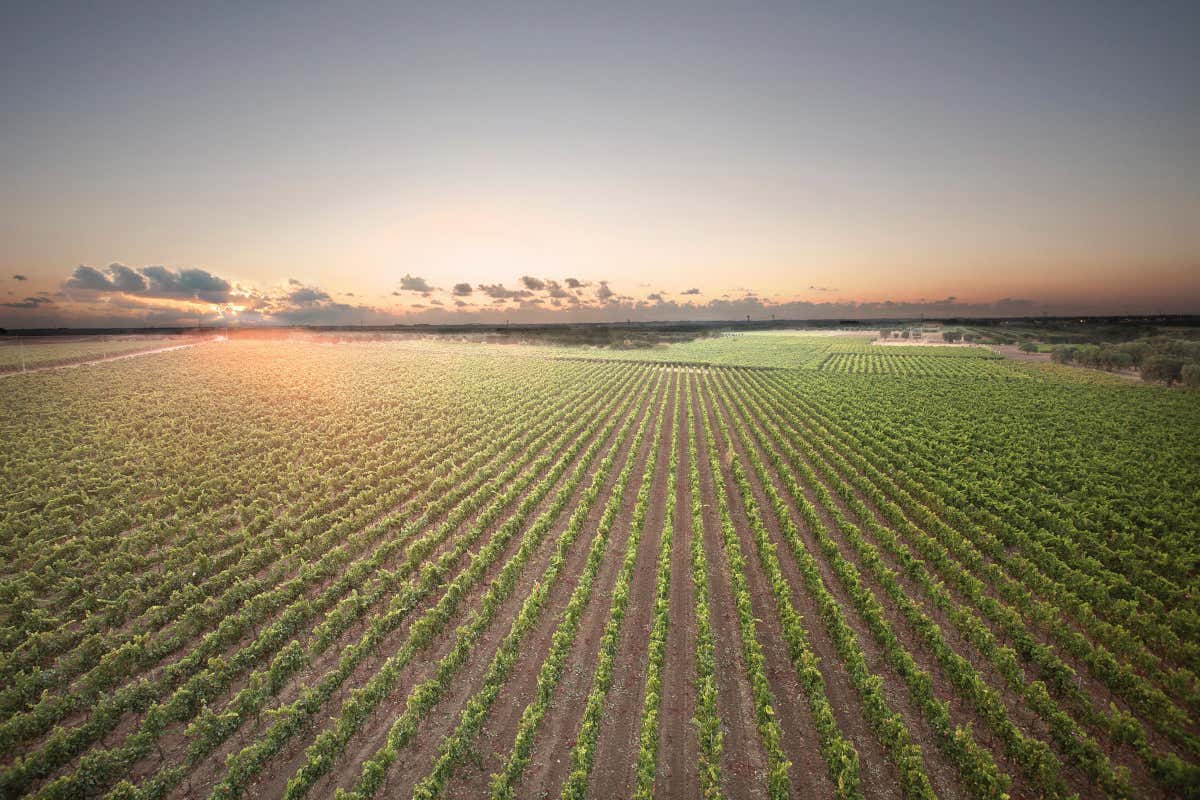 Dal vino sfuso al successo internazionale: il viaggio della famiglia Cantele