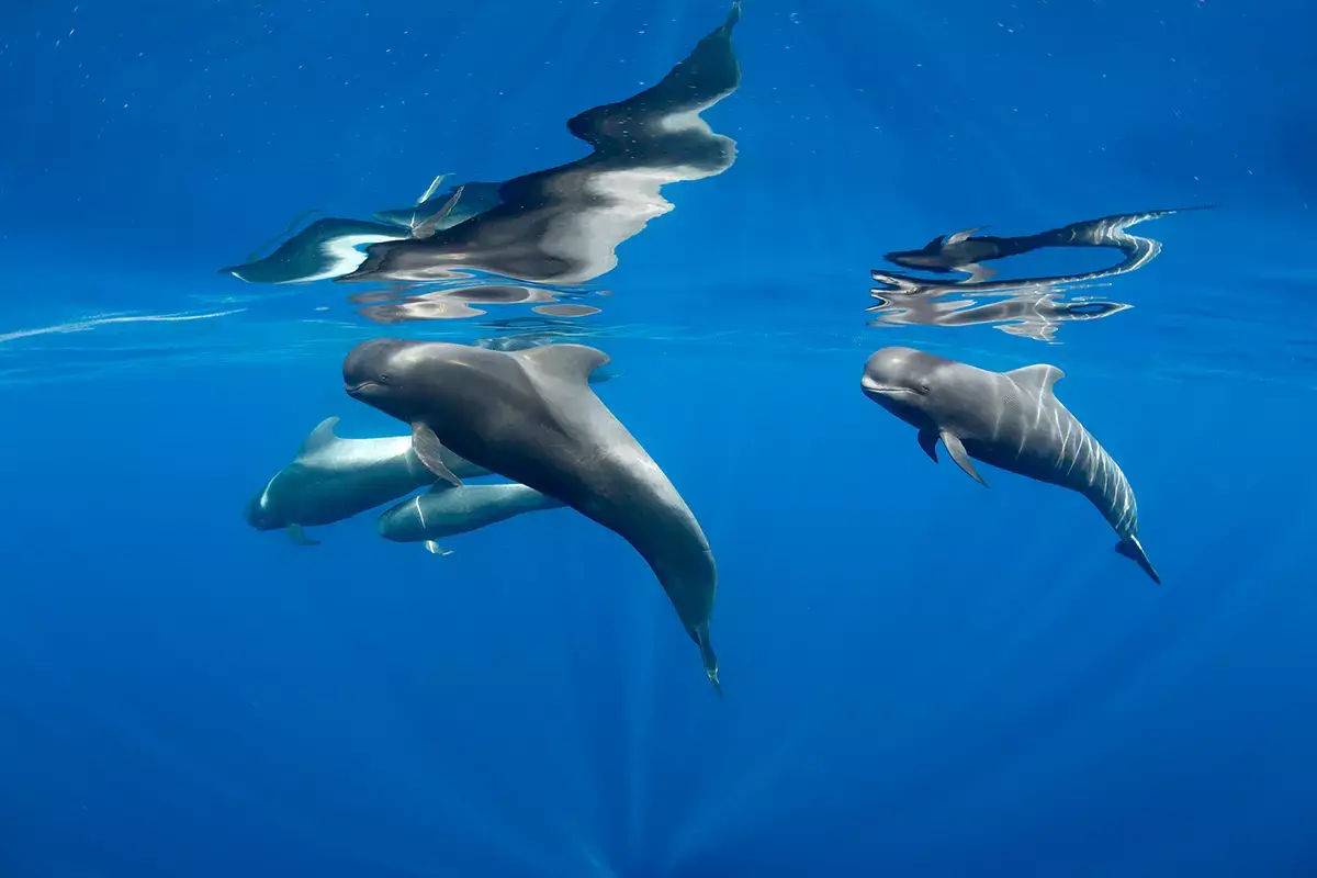 Cetacei in liber&agrave;. Foto: Francis P&eacute;rez Pasqua alle Canarie: otto buoni motivi per andarci