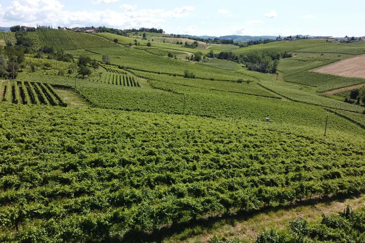 I vigneti 