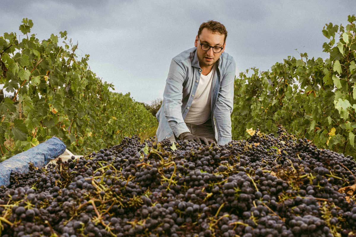 La cantina toscana che produce Chianti e alleva circa 700 Cinte Senesi La cantina toscana che produce Chianti e alleva circa 700 Cinte Senesi