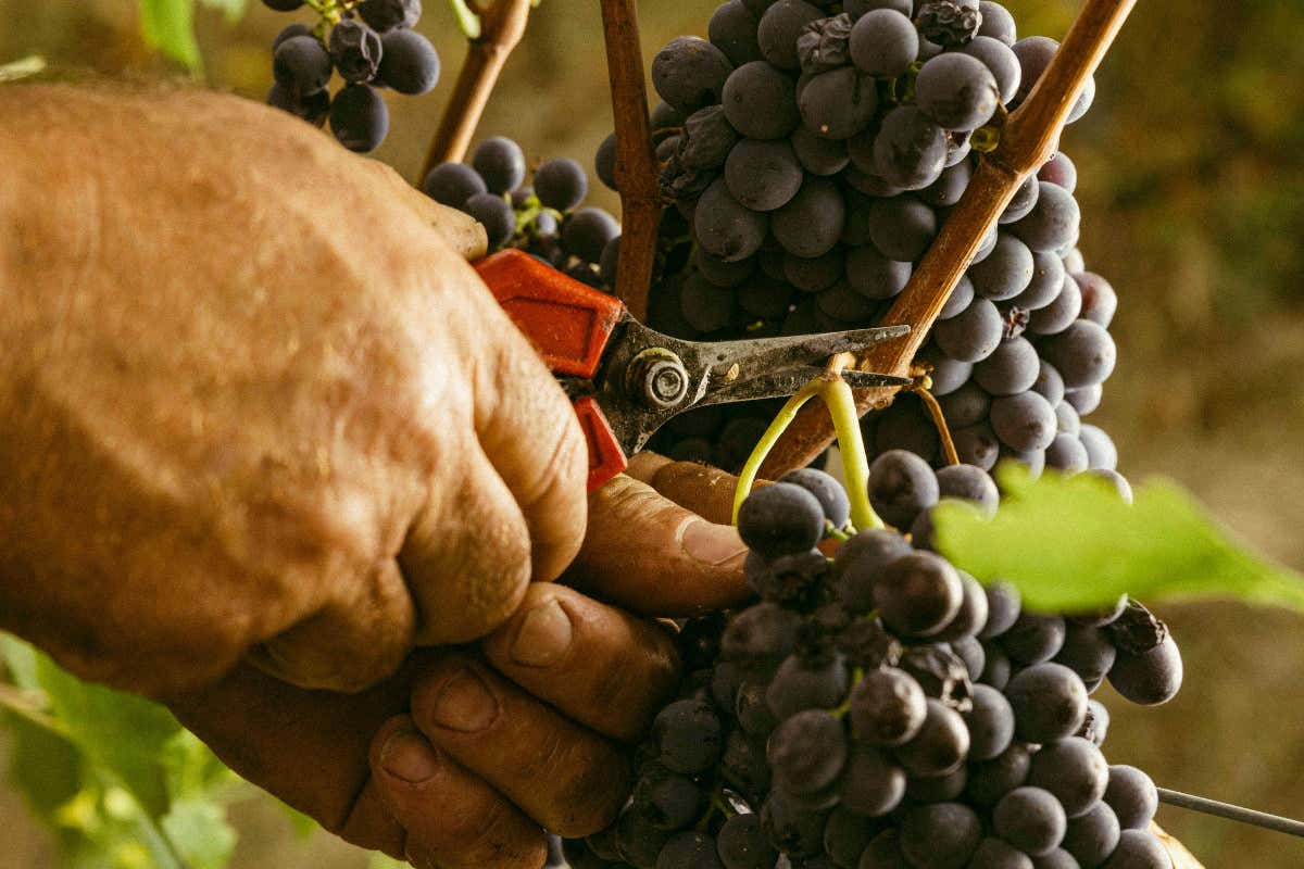 La cantina toscana che produce Chianti e alleva circa 700 Cinte Senesi La cantina toscana che produce Chianti e alleva circa 700 Cinte Senesi