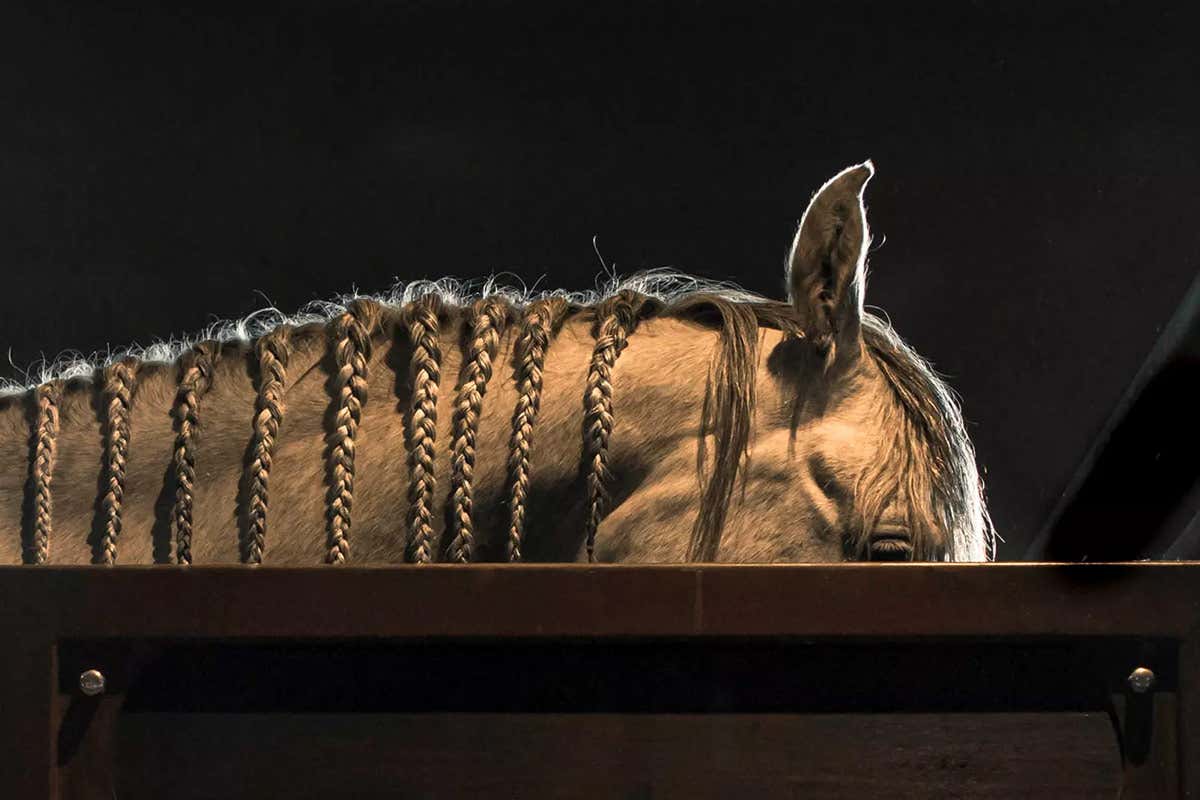 Dettagli Arte gusto e cavalli affiancano le nuove splendide suite alla Gallaria del Turm