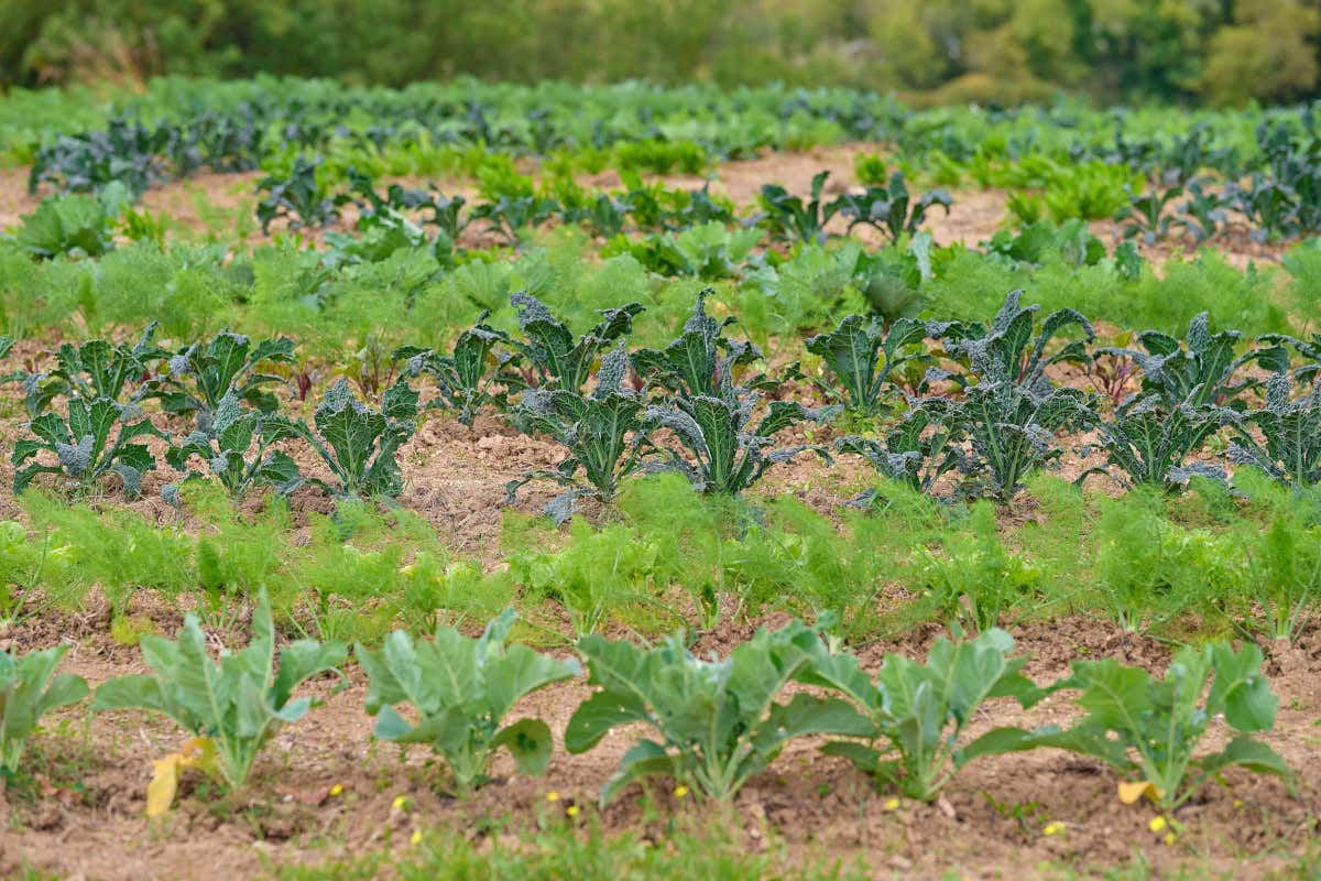 L'orto di Sextantio, da cui arriva molta materia prima per il ristorante