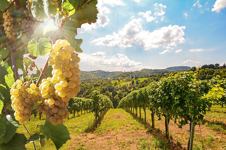 Prodotti vitivinicoli a rischio - Digital tax, a rischio il Made in Italy Nuovi dazi Usa in vista?