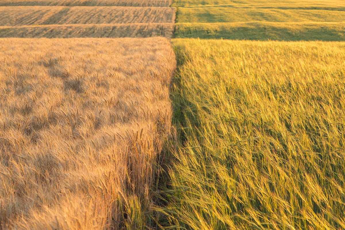 Crollano i prezzi del grano in Italia: a rischio il futuro delle coltivazioni