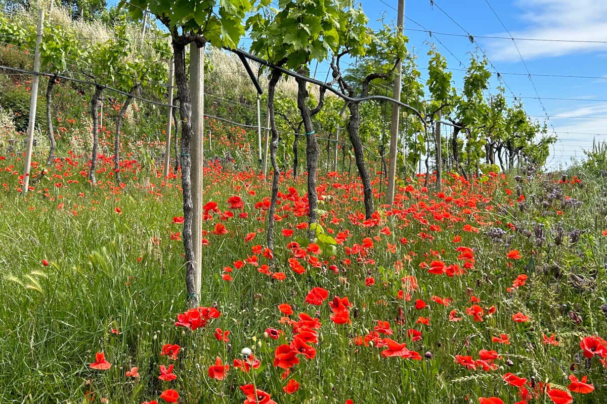 Biodiversit&agrave; in viticoltura: Diversity Ark certifica 8 cantine italiane