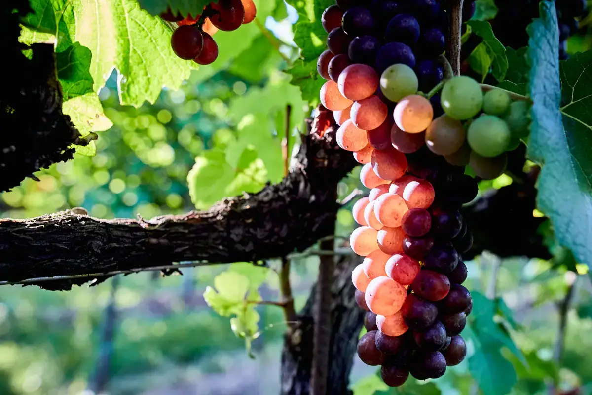 Consorzio Doc delle Venezie torna a ProWein. La Germania &egrave; il terzo consumatore