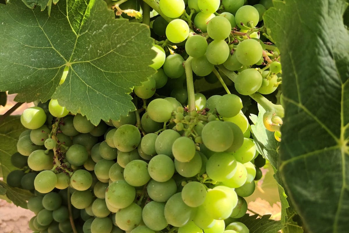 Discovery Grillo”: con il Consorzio Vini Doc Sicilia focus su un’uva identitaria