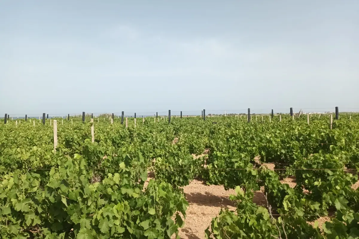Discovery Grillo&rdquo;: con il Consorzio Vini Doc Sicilia focus su un&rsquo;uva identitaria