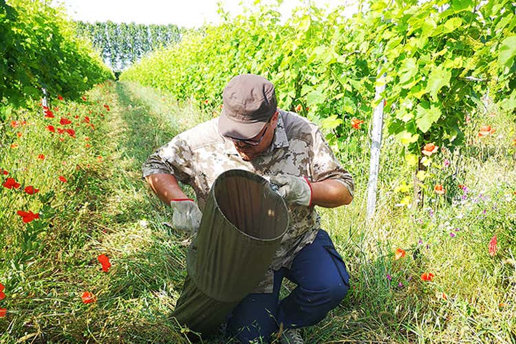 I progetti sperimentano nuove teniche di produzione (Più biodiversità in vigna Due progetti del Merlara Doc) I progetti sperimentano nuove teniche di produzione (Più biodiversità in vigna Due progetti del Merlara Doc)