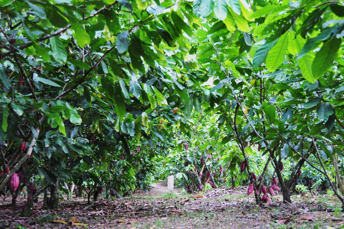 Domori Professional: la linea di cioccolato pensata per chef e pasticceri Domori Professional: la linea di cioccolato pensata per chef e pasticceri