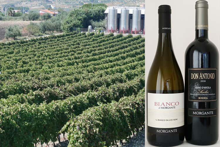 I vigneti con le due etichette (Don Antonio e Bianco di MorganteNero d&rsquo;Avola top anche nei bianchi)