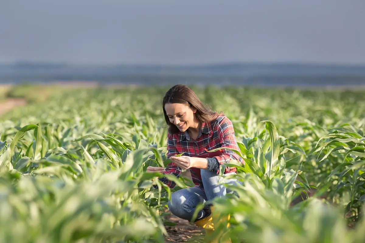 Gelo e neve al Sud, siccit&agrave; al Nord: il maltempo si abbatte sull'agricoltura