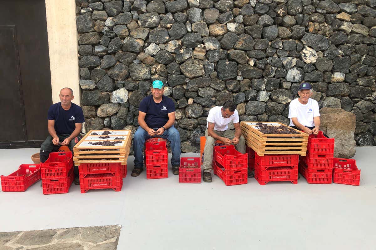 Donnafugata: sgranamento manuale degli acini passiti 