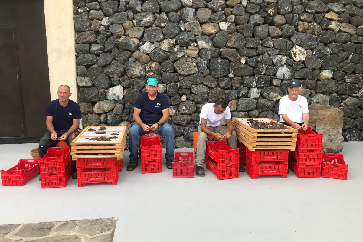 Donnafugata: sgranamento manuale degli acini passiti 