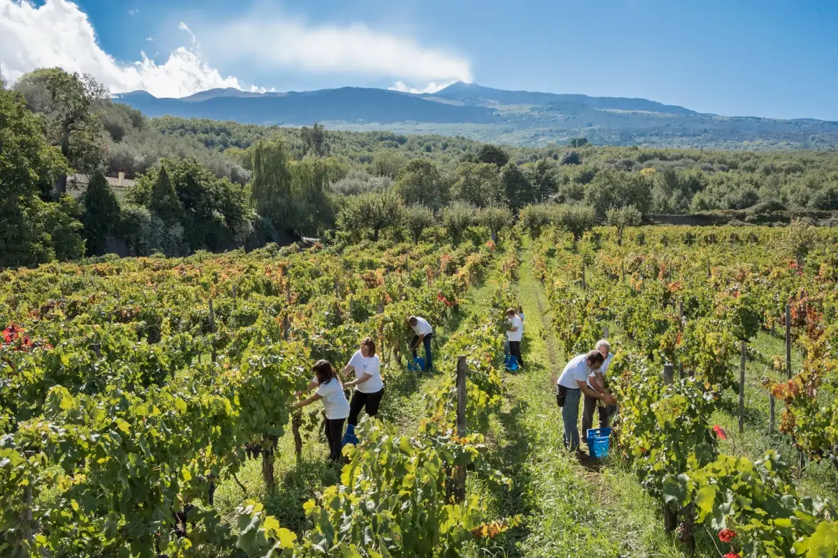 Vendemmia da Donnafugata Sull'Etna a caccia di vini d'autore