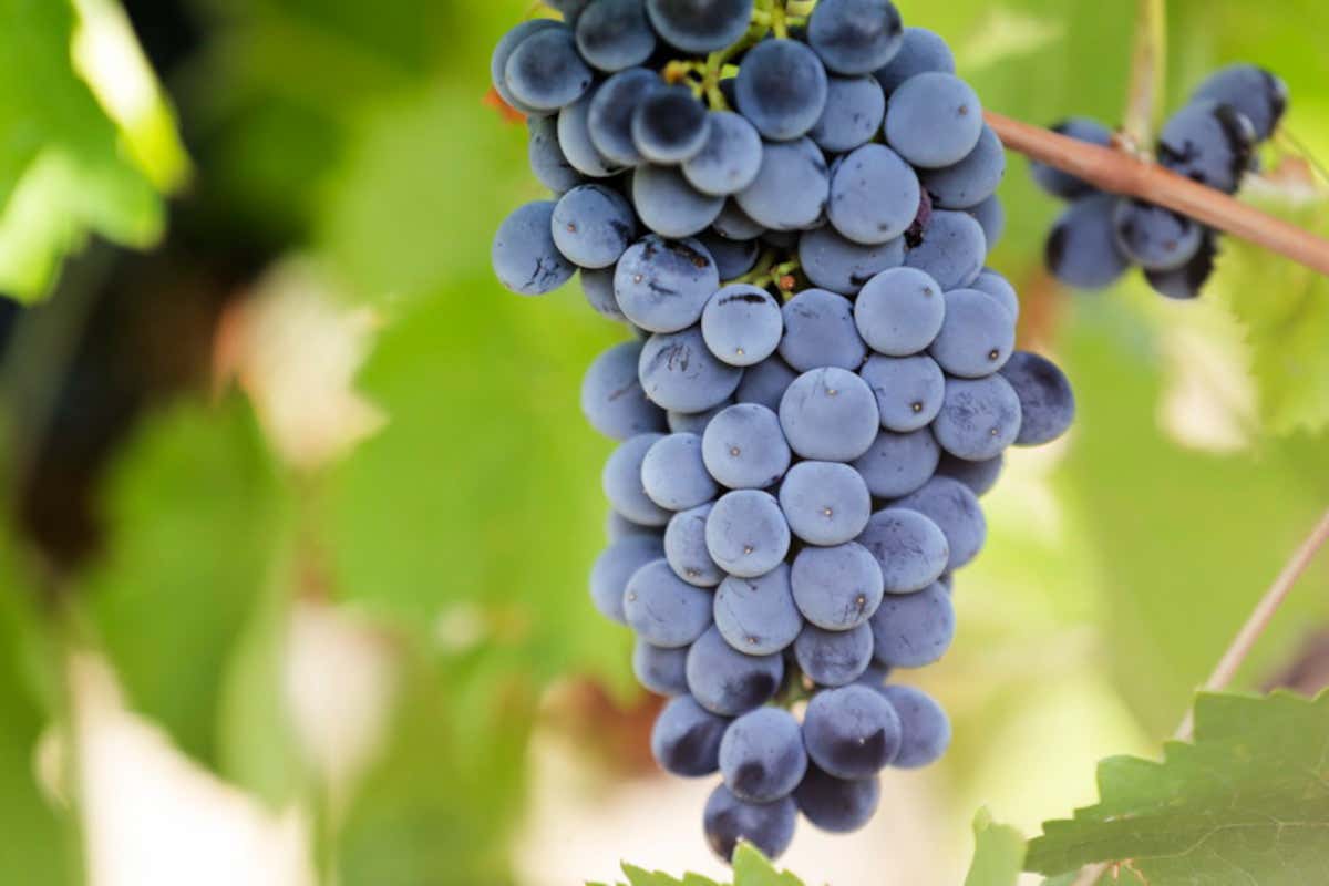 Sostenibilit&agrave; al centro 