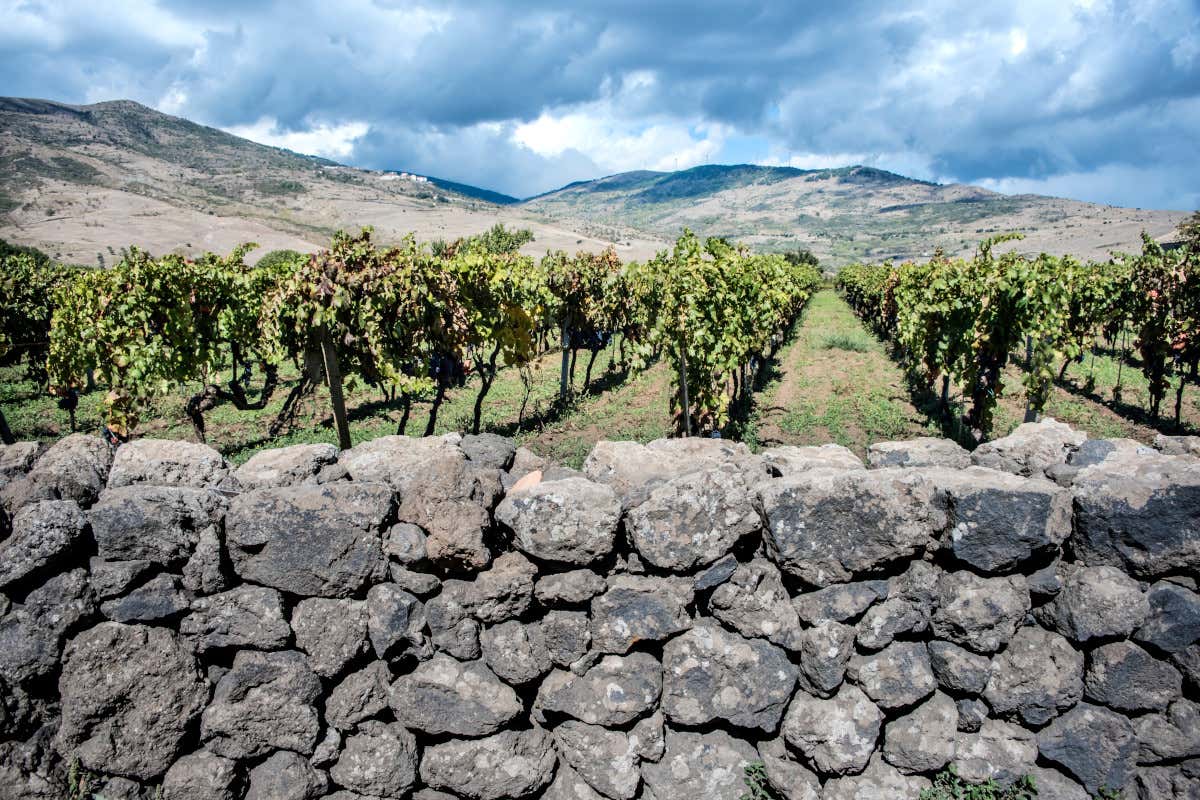 Vigneti di Donnafugata sulle pendici dell'Etna Alla scoperta di Donnafugata paradiso dell'enoturismo Vigneti di Donnafugata sulle pendici dell'Etna Alla scoperta di Donnafugata paradiso dell'enoturismo