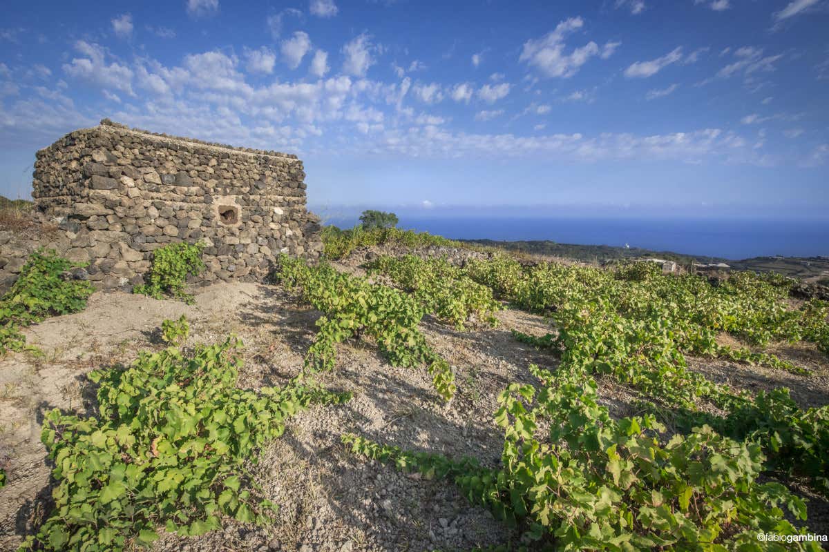 I vigneti di Donnafugata a Pantelleria Alla scoperta di Donnafugata paradiso dell'enoturismo I vigneti di Donnafugata a Pantelleria Alla scoperta di Donnafugata paradiso dell'enoturismo