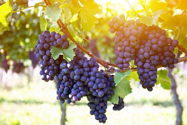 Le Donne del Vino a Vinitaly Degustazioni dedicate ai vitigni autoctoni Le Donne del Vino a Vinitaly Degustazioni dedicate ai vitigni autoctoni