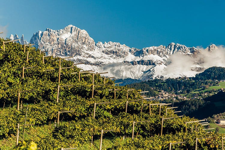 Vigneti altoatesini (L’eccellenza dei Vini Alto Adige garantita dal marchio europeo)