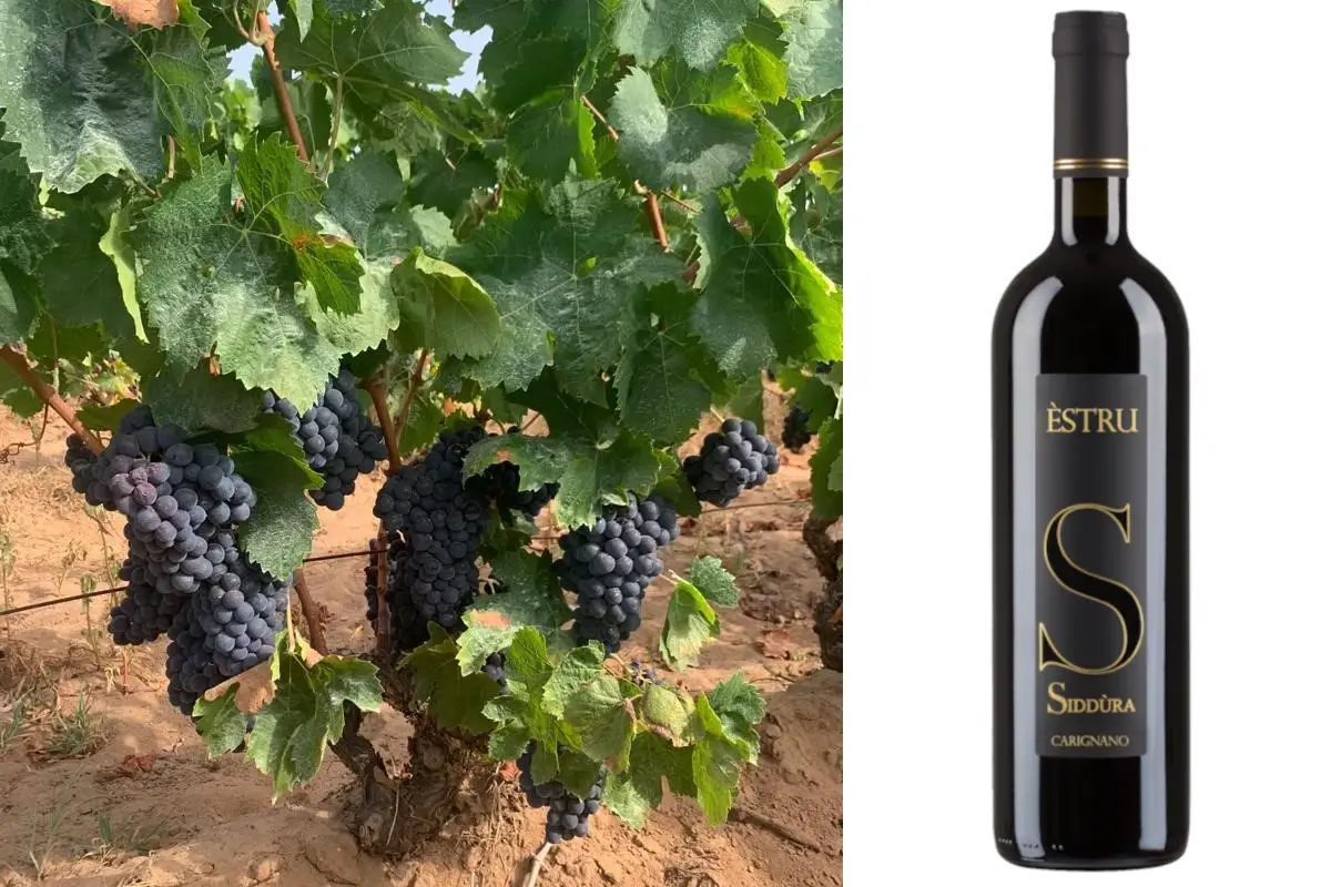 Estr&ugrave;, nuovo vino di Sidd&ugrave;ra dalle uve di Carignano Dalle cantine di Luogosanto ecco &Egrave;stru, il nuovo Carignano di Siddura