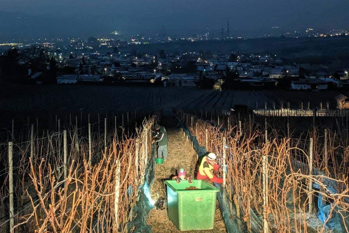 Eiswein, cala ancora la produzione: «In Germania fa troppo caldo»