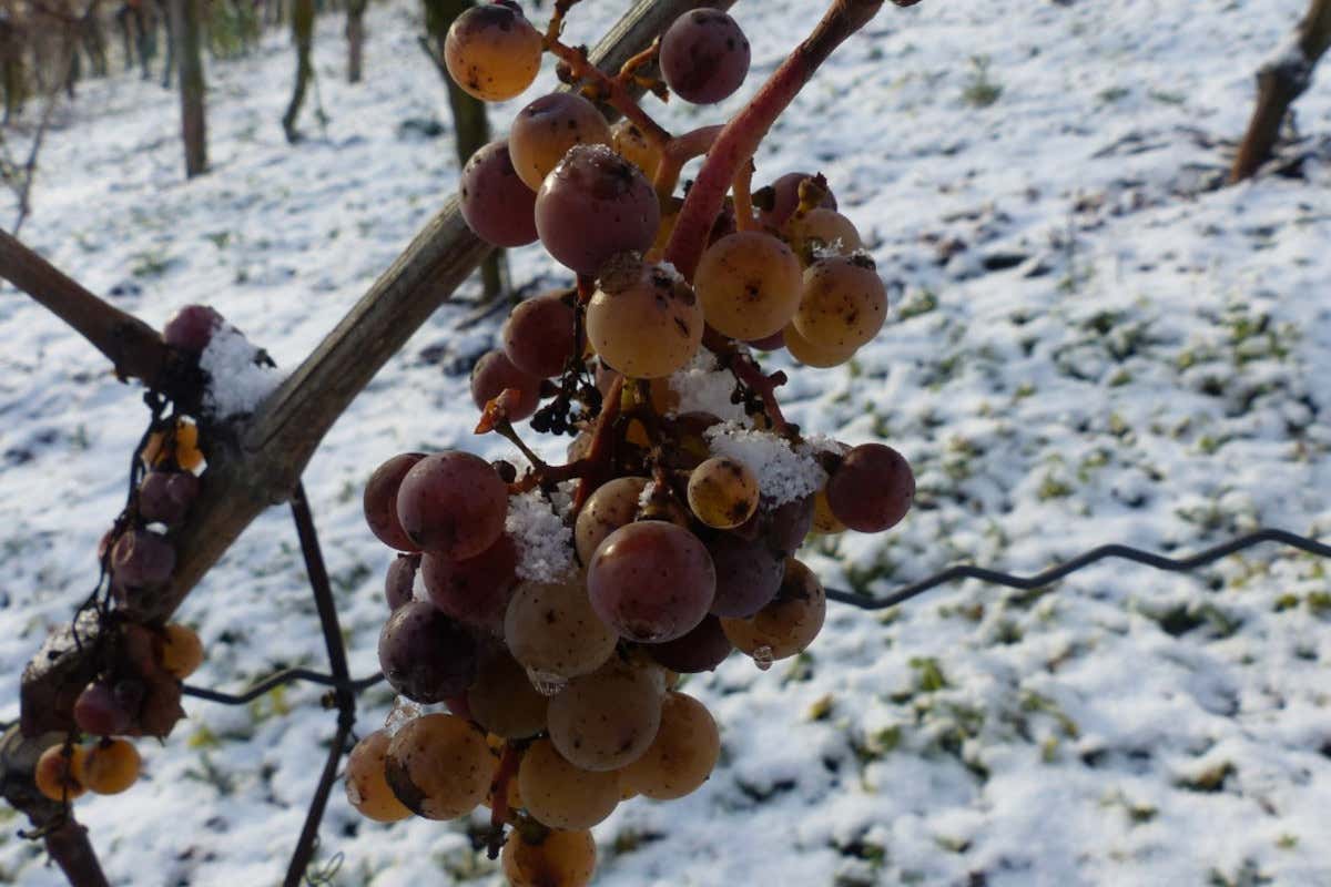 Eiswein, cala ancora la produzione: «In Germania fa troppo caldo»