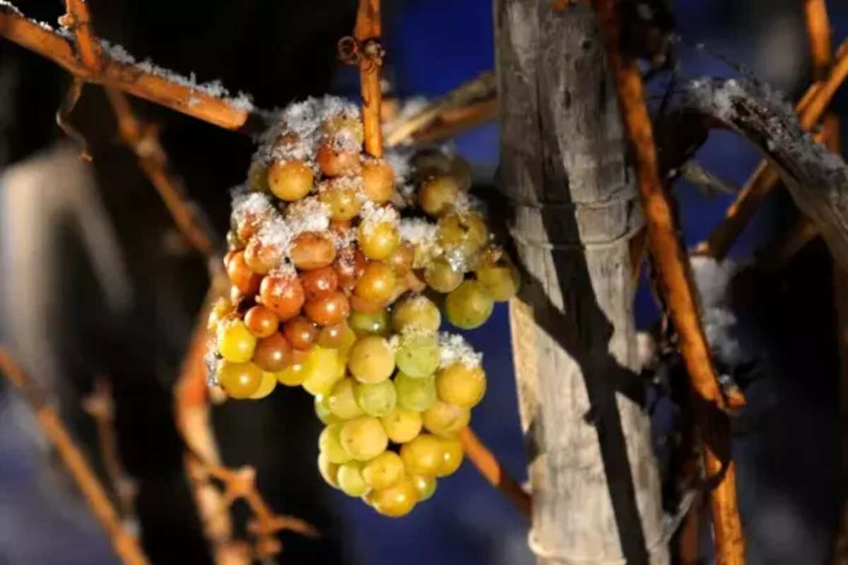Eiswein, cala ancora la produzione: «In Germania fa troppo caldo»