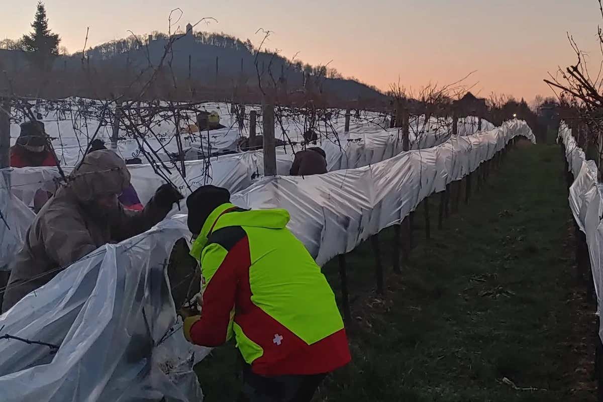 Eiswein, cala ancora la produzione: «In Germania fa troppo caldo»
