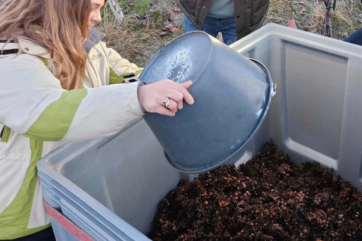 Eiswein, cala ancora la produzione: «In Germania fa troppo caldo»