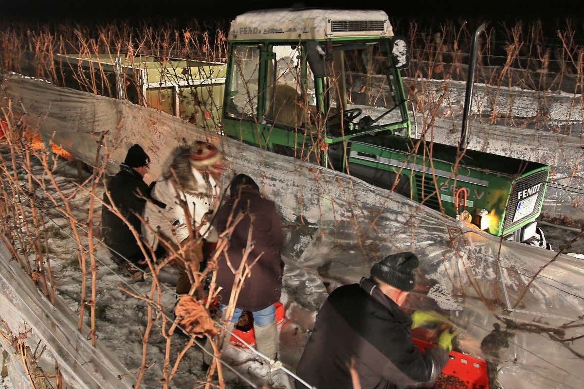 Eiswein, cala ancora la produzione: «In Germania fa troppo caldo»